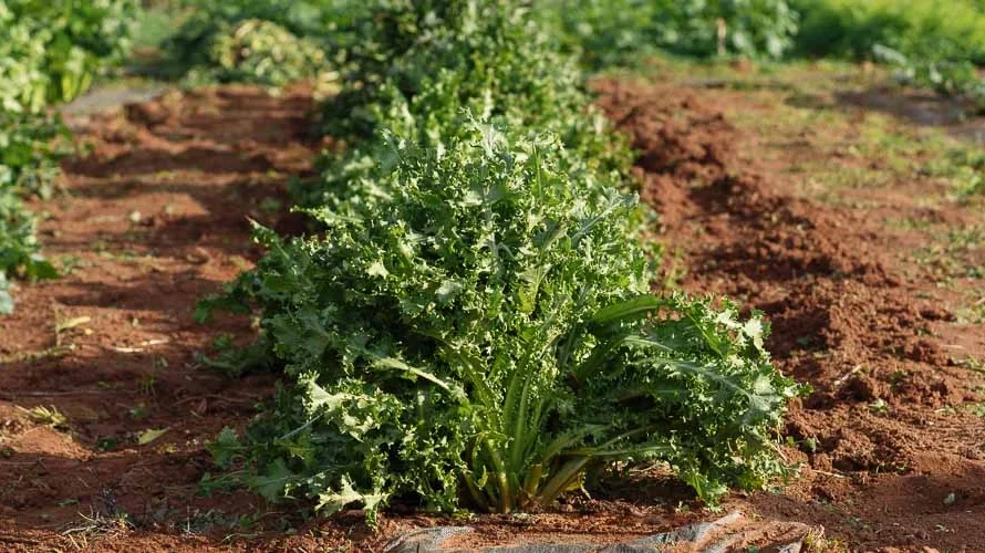 Οι Γεωργοί της Σχολής Ευελπίδων