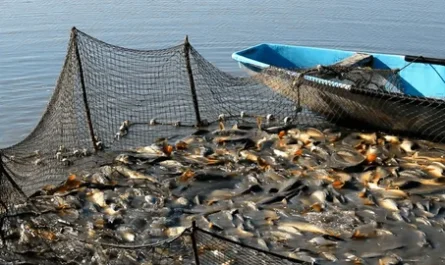 ψάρια ιχθυοκαλλιέργειας